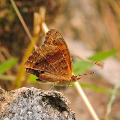 Borboleta