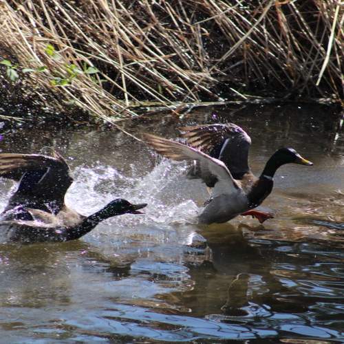 Photo #9145279