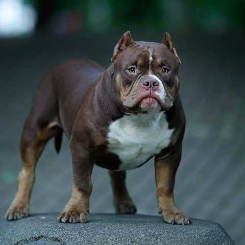 Photo #9150507