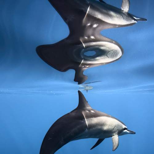 Reflective Harmony