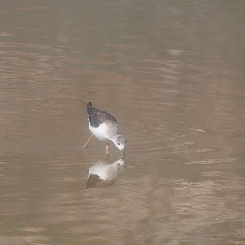 Photo #9156480