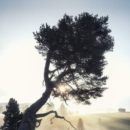Tree of Sadness