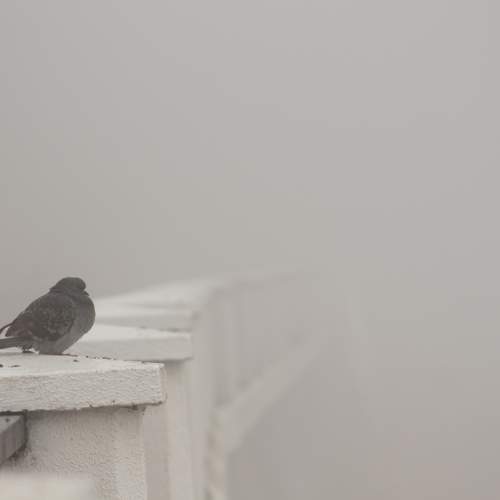 Photo #9164848