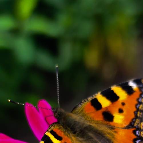 Photo #9167228