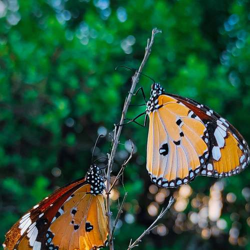 Photo #9167941