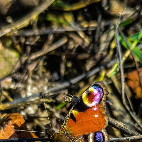 Photo #9168254