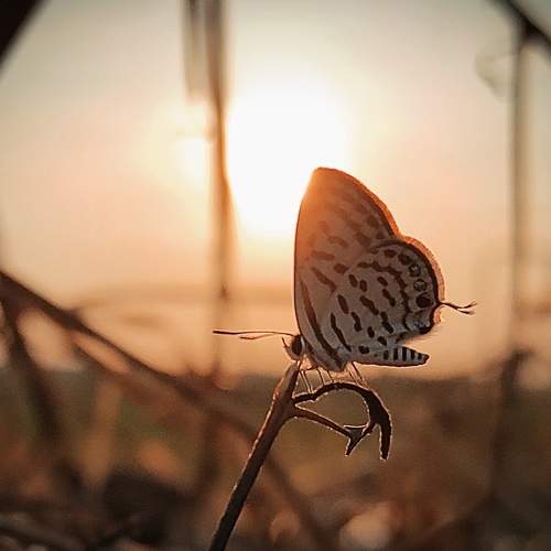 Photo #9168280