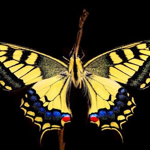 Photo #9168315