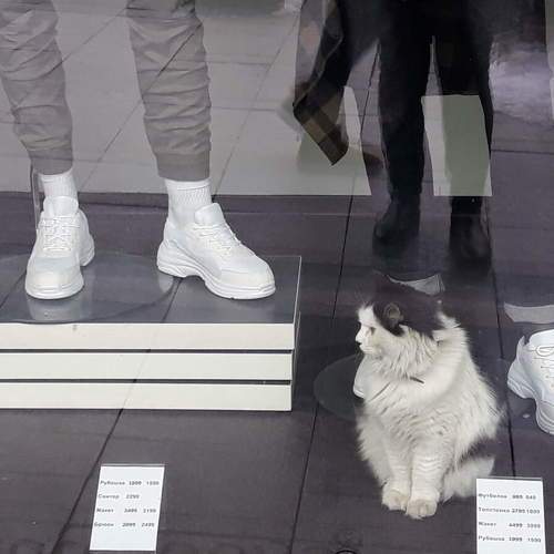 Photo #9168936