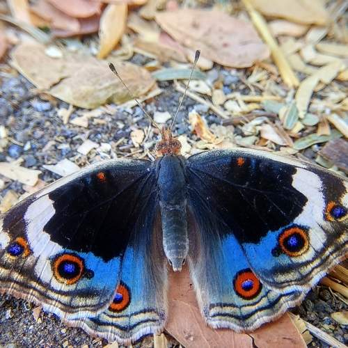 Blue pansy