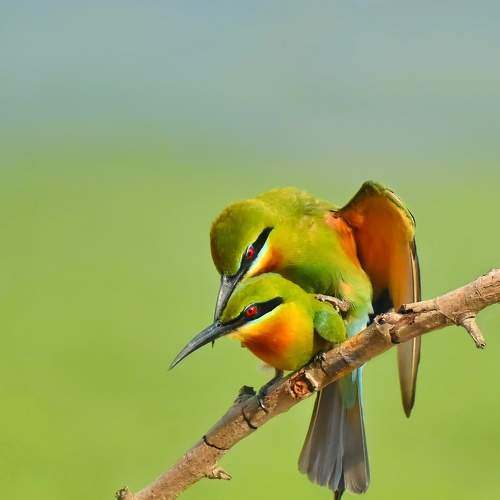 Mating of blue tailed bee-eater ..
