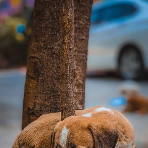 Photo #9170133