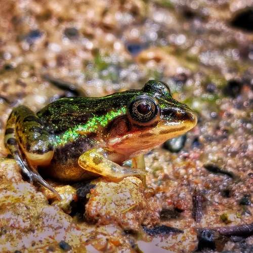 Indian bull frog