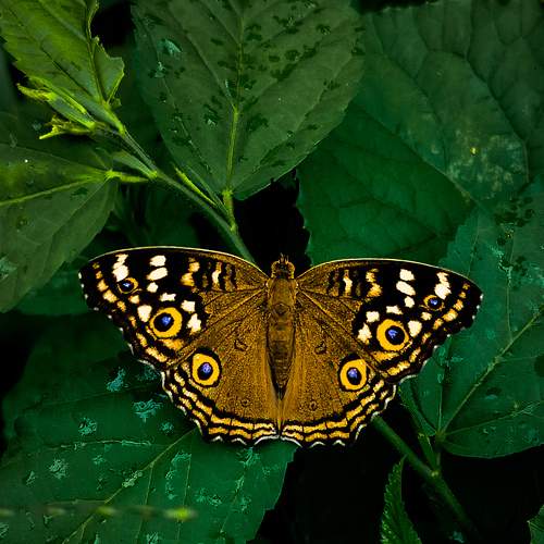 Photo #9170504