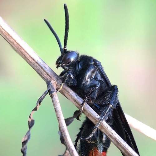 Photo #9171024