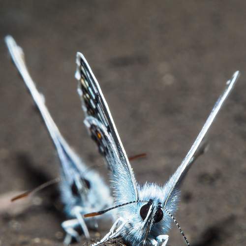 Photo #9171115