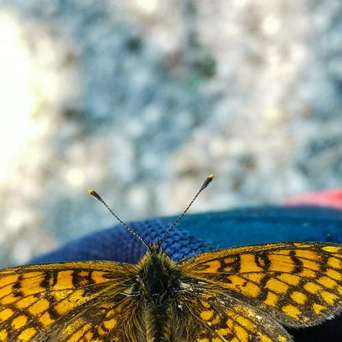 Photo #9171240