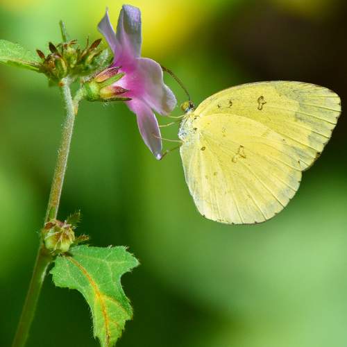 Photo #9171278
