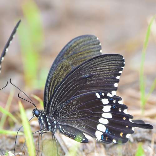 Photo #9171279