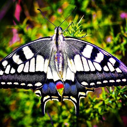 Zebra - Iphiclides feisthamelii