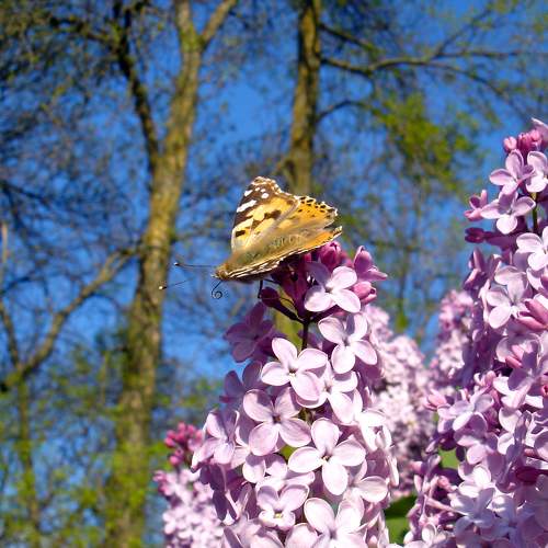 Photo #9172269