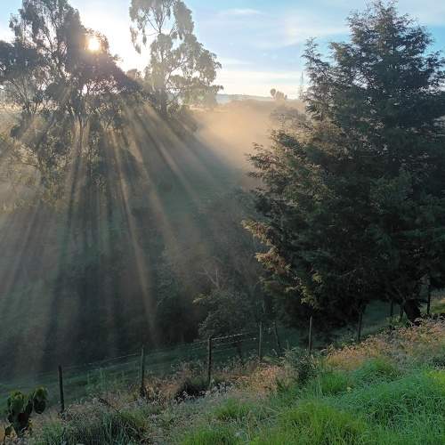 Arbol de luz