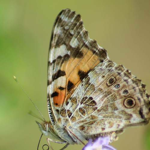 Photo #9173052