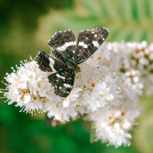 Photo #9173178