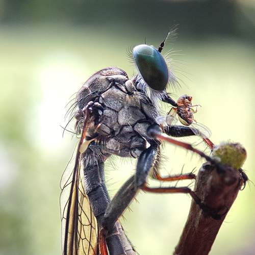 Photo #9173192