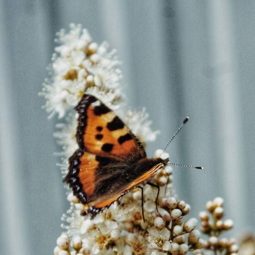 Photo #9173218