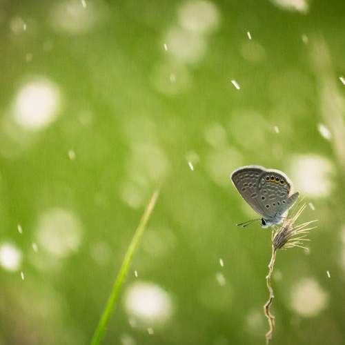Photo #9173340