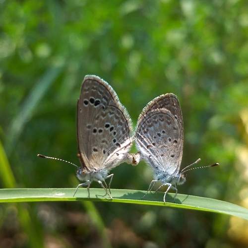 Photo #9173745