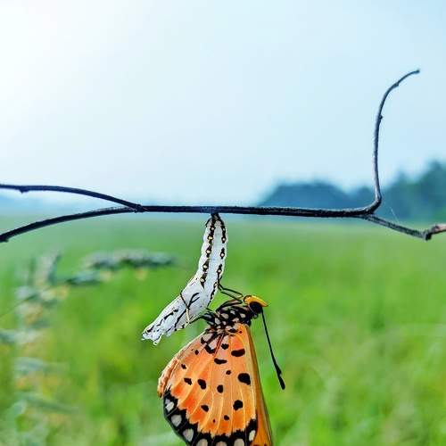 Photo #9173801