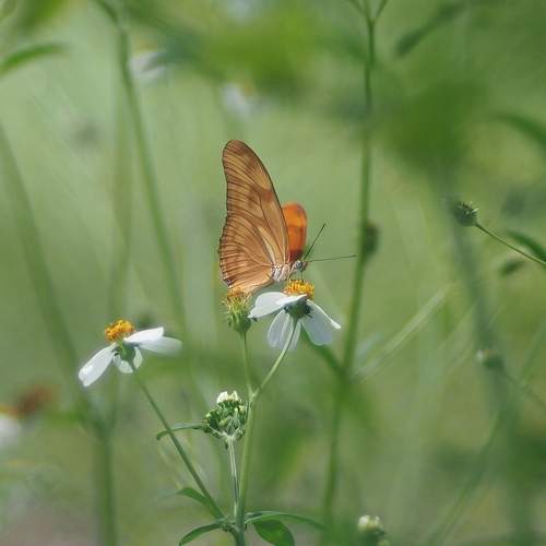 butterfly in my garden