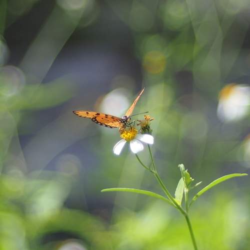 Butterfly in my garden
