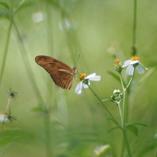 butterfly in my garden