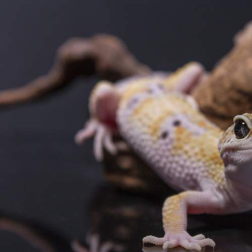 Photo #9174690
