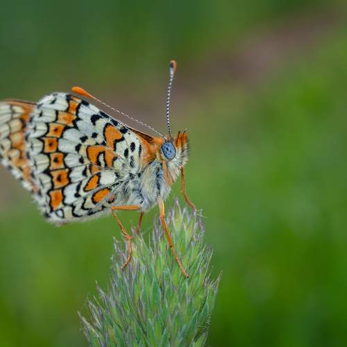 Photo #9175457