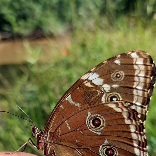 Photo #9175593