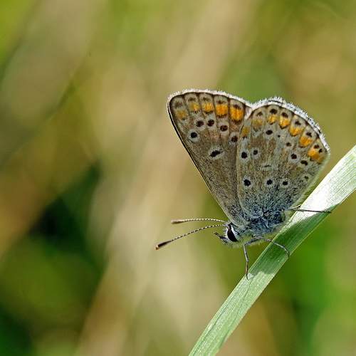 butterfly,resting on a blade