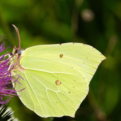 butterfly,drinking nectar
