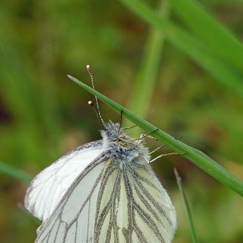 Two butterfly mating