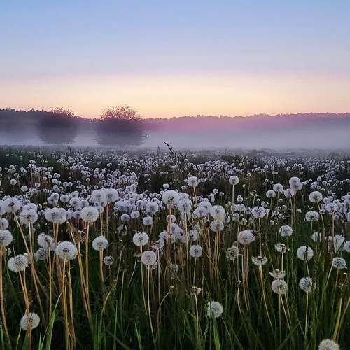 Photo #9177466