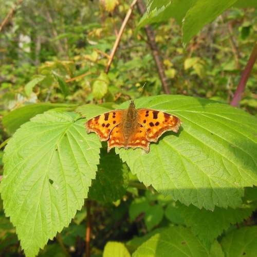 Photo #9178001