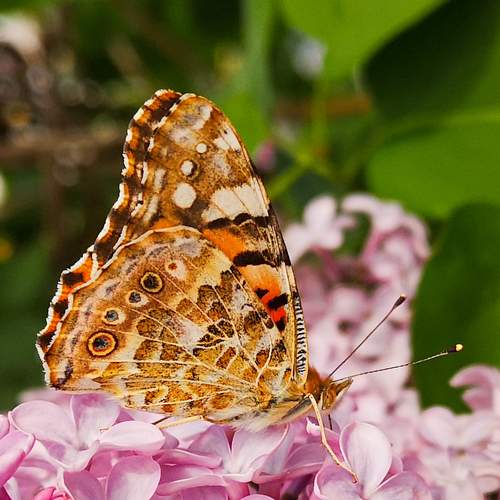 Photo #9178776