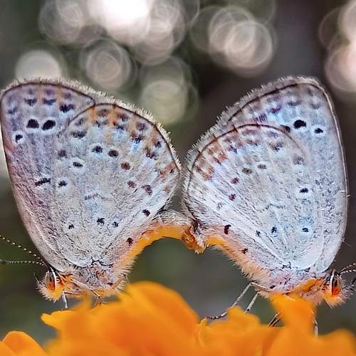 Photo #9181976