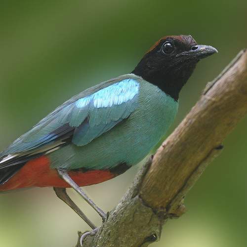 Photo #9182623