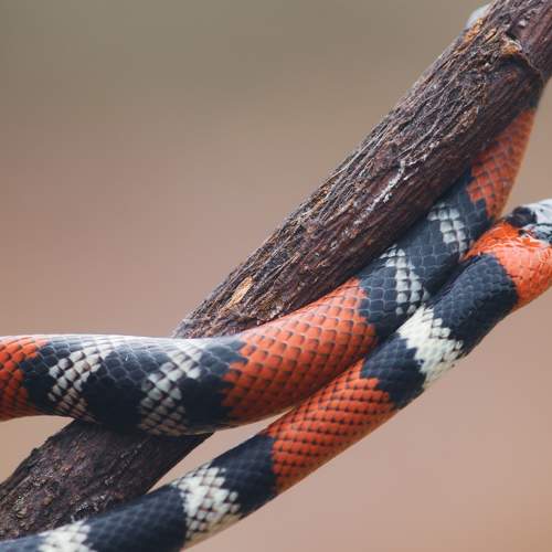 Photo #9182732