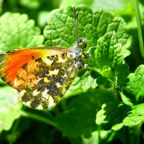 Photo #9182969