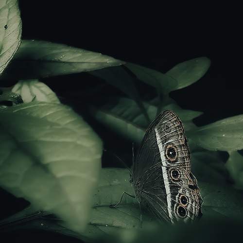 Photo #9183877